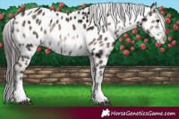 Horse Color:Liver Red Onyx Ice Sabino Appaloosa 