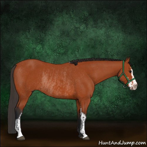 Horse Color:Bay Sabino Rabicano  and Bay Sabino Rabicano 