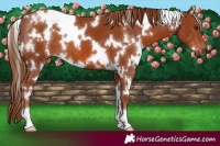 Horse Color:White Spotted Chestnut 