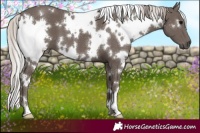 Horse Color:White Spotted Silver Black 
