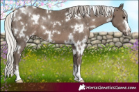 Horse Color:White Spotted Silver Black 