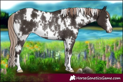 Horse Color:White Spotted Liver Chestnut Rabicano