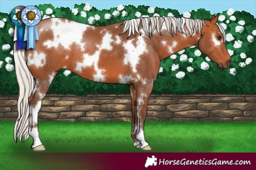 Horse Color:White Spotted Silver Bay 