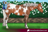 Horse Color:White Spotted Silver Bay 