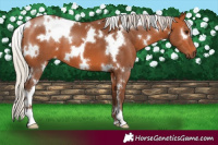 Horse Color:White Spotted Silver Bay 