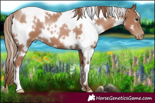 Horse Color:White Spotted Black Pearl 