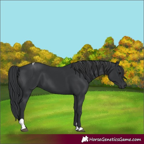Horse Color:Black  and Black Tobiano 