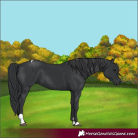 Horse Color:Black  and Black Tobiano 