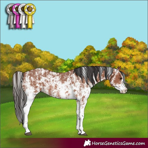 Horse Color:Bay Sabino Rabicano  and Bay Sabino Rabicano 