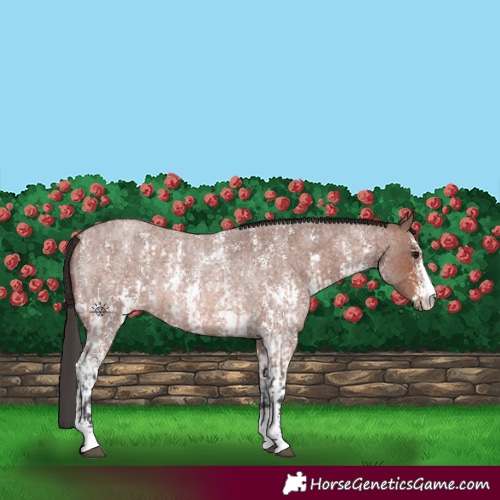 Horse Color:Bay Roan Sabino Rabicano  and Brown Roan Sabino Rabicano 