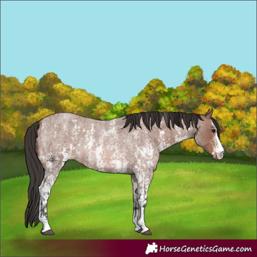 Horse Color:Bay Roan Sabino Rabicano and Brown Roan Sabino Rabicano