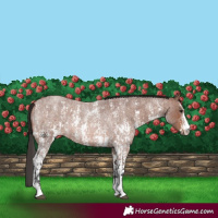 Horse Color:Bay Roan Sabino Rabicano  and Brown Roan Sabino Rabicano 