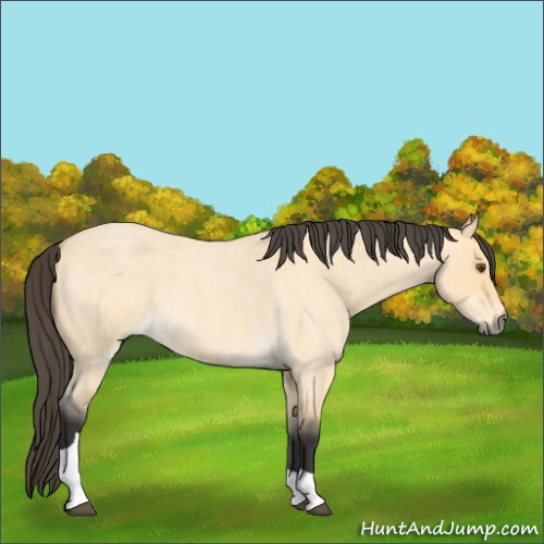 Horse Color:Buckskin Roan Dun Tobiano 