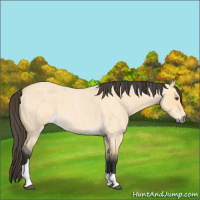 Horse Color:Buckskin Roan Dun Tobiano