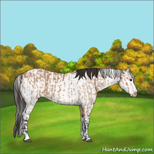 Horse Color:Bay Dun Sabino Rabicano  and Bay Dun Sabino Rabicano 