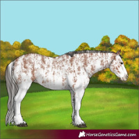 Horse Color:Bay Sabino Rabicano and Bay Sabino Splash Rabicano