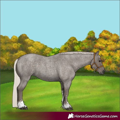 Horse Color:Silver Blue Roan Sabino 