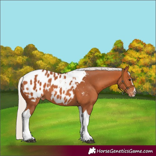Horse Color:Silver Bay Sabino Tobiano Appaloosa 