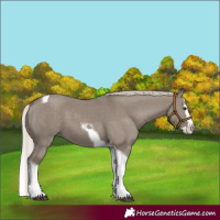 Horse Color:Silver Grullo Splash Tobiano 