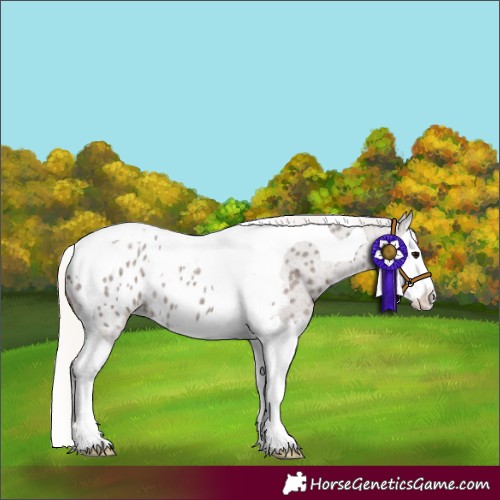 Horse Color:Silver Blue Roan Splash Tobiano Near Leopard 