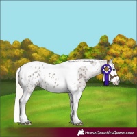 Horse Color:Silver Blue Roan Splash Tobiano Appaloosa 