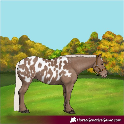 Horse Color:Silver Black Sabino Near Leopard 