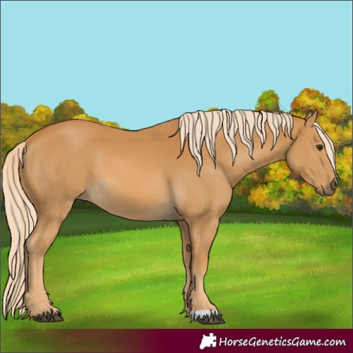 Horse Color:Palomino 