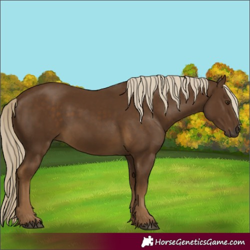 Horse Color:Chocolate Palomino 