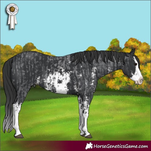 Horse Color:Blue Roan Sabino Splash and Black Sabino Splash