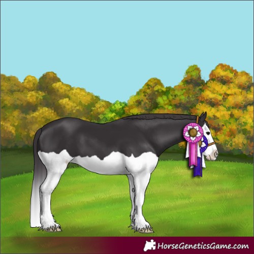 Horse Color:Smoky Black Splash 