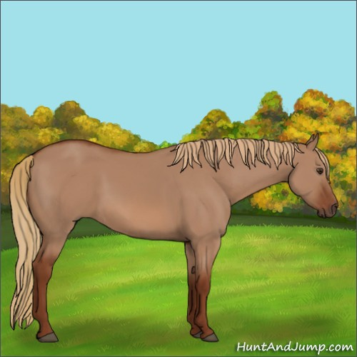 Horse Color:Red Dun