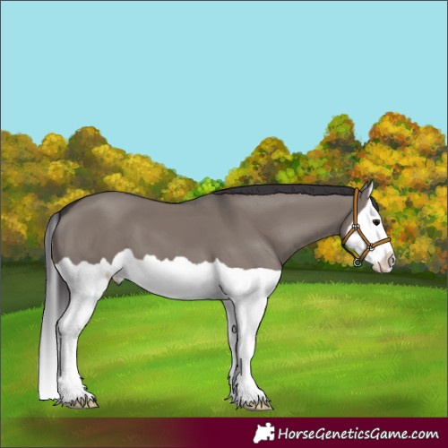 Horse Color:Smoky Grullo Splash 