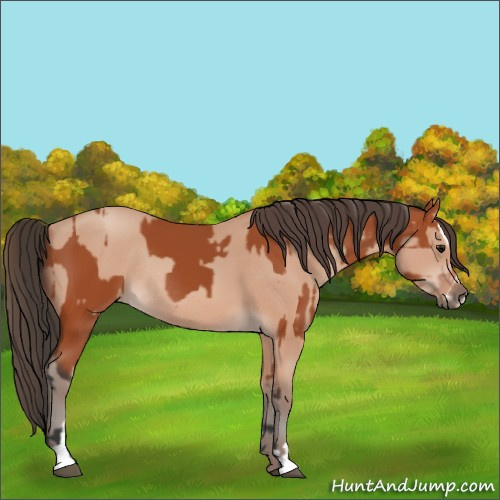 Horse Color:Bay Sabino Rabicano and Amber Champagne Sabino Rabicano