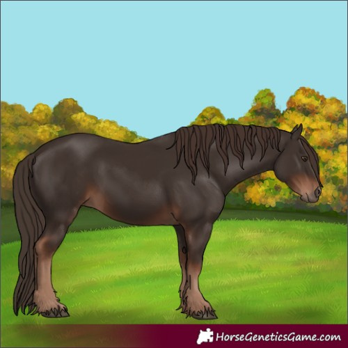 Horse Color:Liver Chestnut 