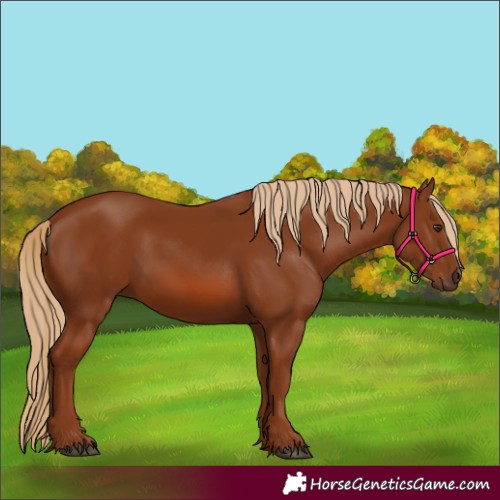 Horse Color:Chestnut 