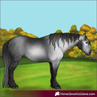 Horse Color:Gray Black 