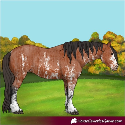 Horse Color:Bay Sabino Rabicano  and Bay Sabino Rabicano 