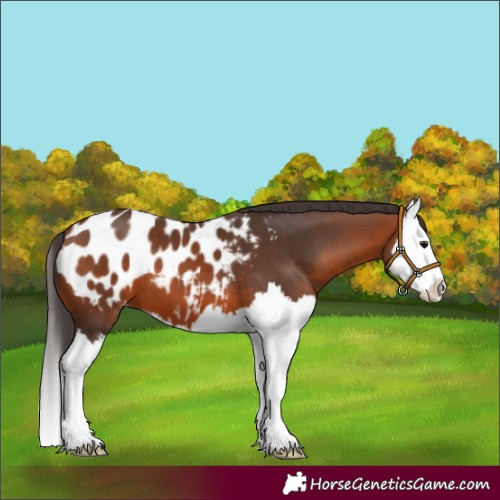 Horse Color:Bay Splash Appaloosa 