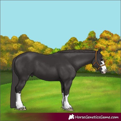 Horse Color:Smoky Black 