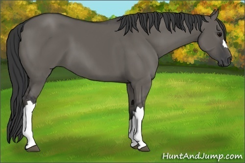 Horse Color:Grullo 