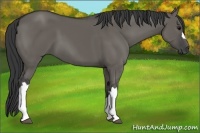 Horse Color:Grullo 