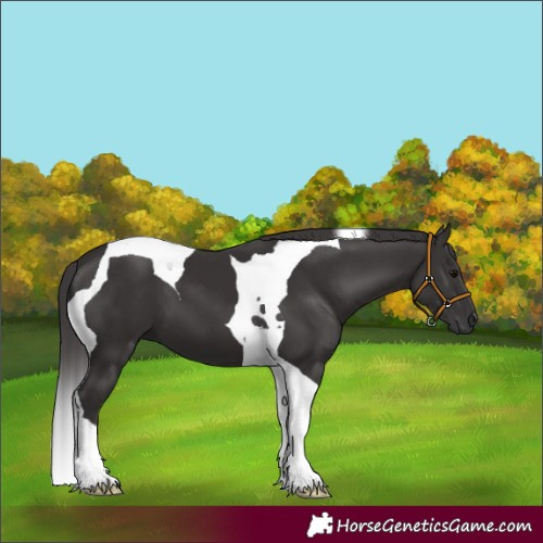 Horse Color:Smoky Black Tobiano 