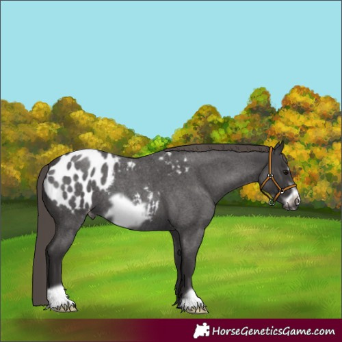 Horse Color:Smoky Blue Roan Frame Appaloosa 