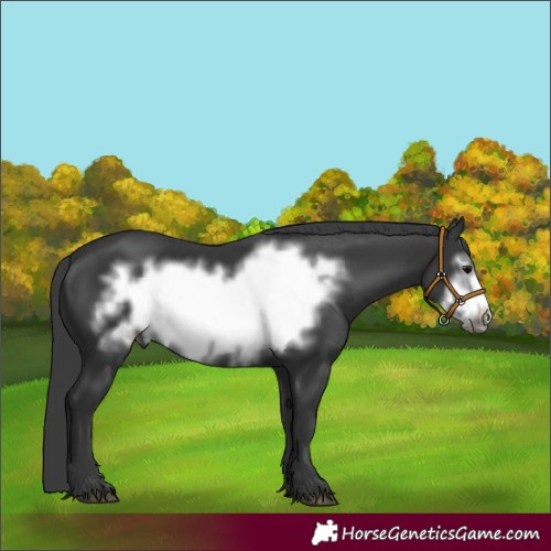 Horse Color:Black Frame 
