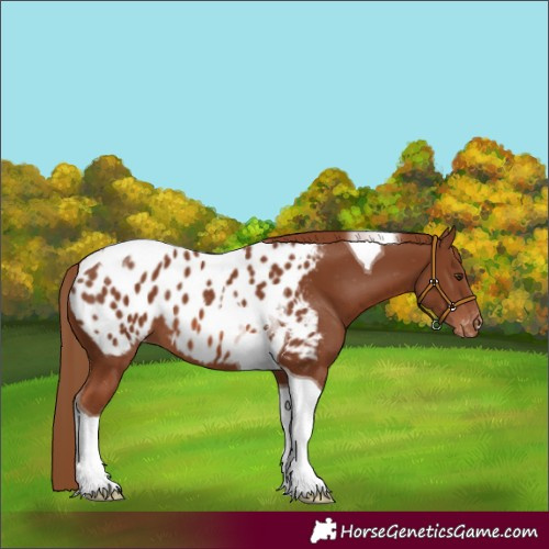 Horse Color:Chestnut Tobiano Appaloosa 