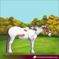Horse Color:White Spotted Bay Frame Appaloosa