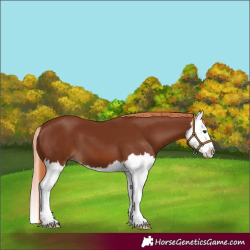 Horse Color:Chestnut Splash 