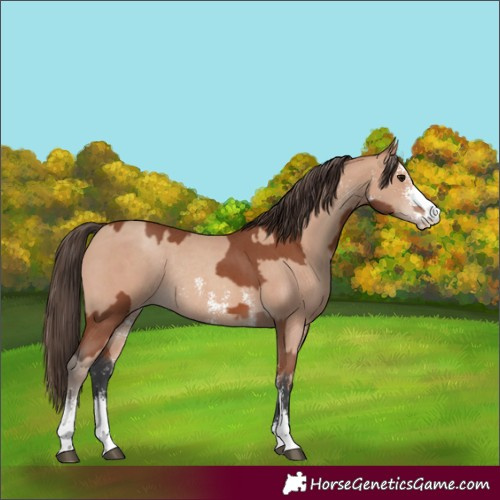 Horse Color:Bay Sabino Rabicano  and Amber Champagne Sabino Rabicano 