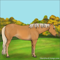 Horse Color:Palomino