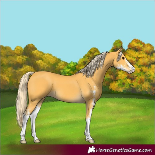 Horse Color:Palomino Sabino 
